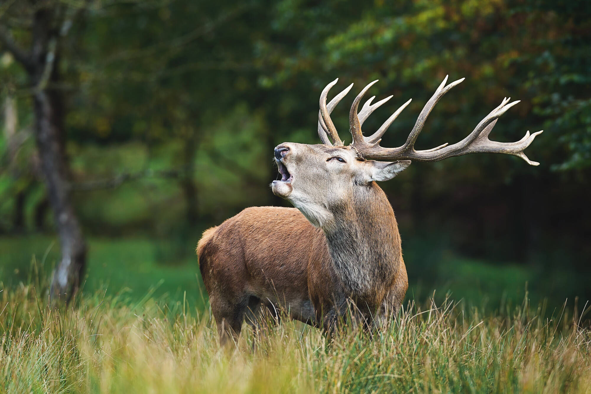 Closeup shot yawning deer with beautiful horns